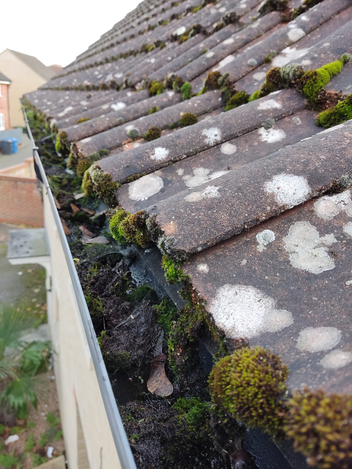 Moss and debris in a roof gutter before cleaning